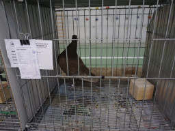 XIV Concurso Exposición de Palomas de Raza en Mula 2024